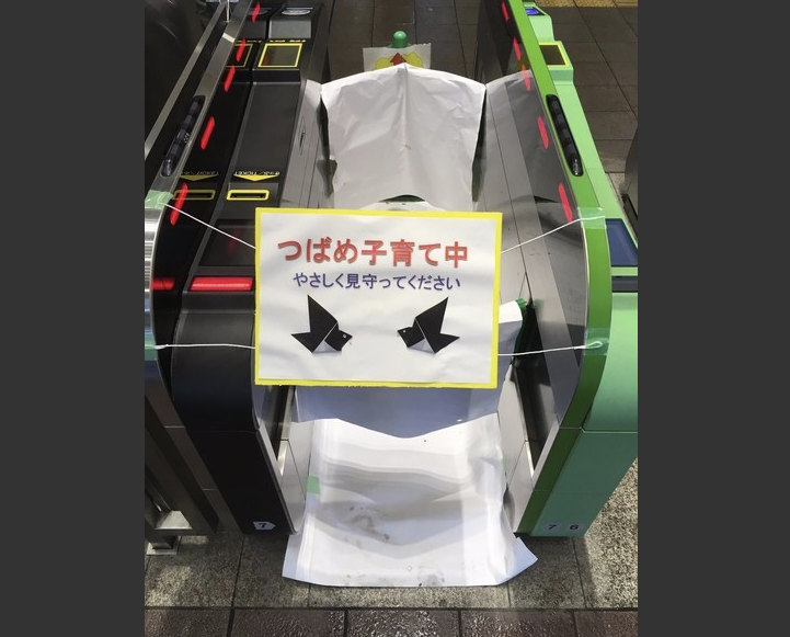 當香港剪樹拆鳥巢的時候,鐮倉是如何處理在車站的鳥巢?