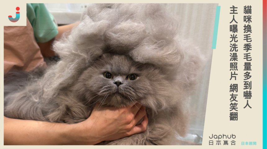 換毛季幫梳毛「貓主子巨大髮量」多到可當假髮！洗澡照片曝光，網友喊：噸位也差太多了吧！