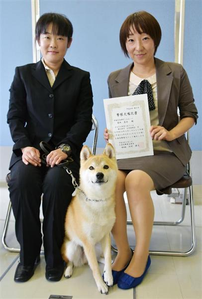 調皮柴犬3度投考終通過警犬測試 Japhub 日本集合