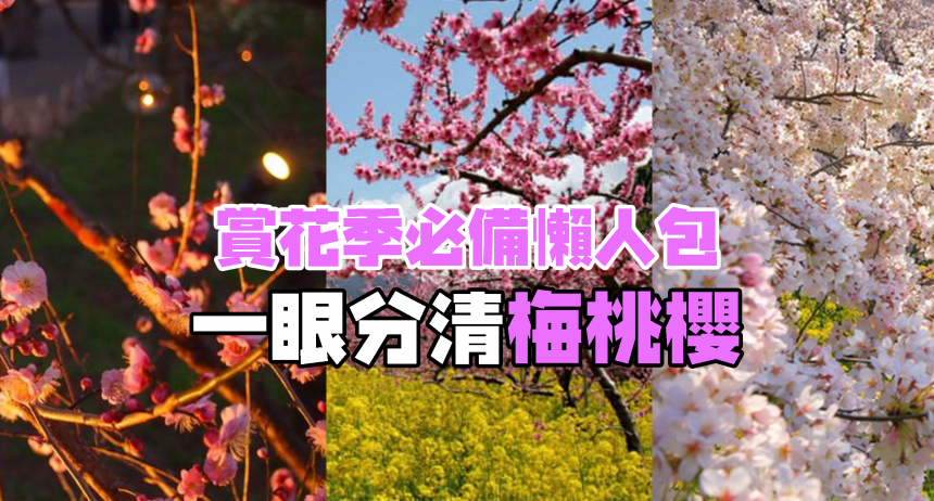 年經懶人包 梅桃櫻你分得清嗎 一張圖教你分清三種花 Japhub 日本集合