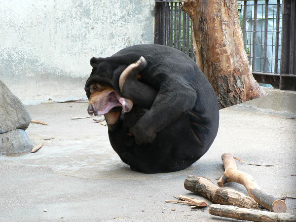 为了鼓励善於攀爬的马来熊活动,饲养员将食物放在树上高处.
