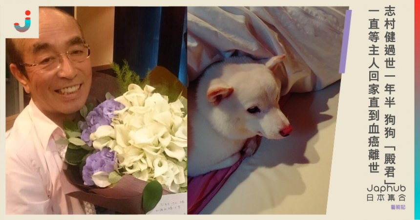 志村健過世一年半狗狗 殿君 一直等主人回家直到血癌離世 Japhub 日本集合