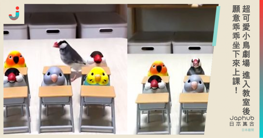超可愛小鳥劇場 進入教室後願意乖乖坐下來上課！