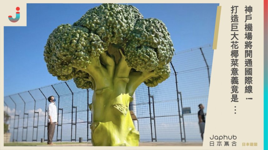神戶機場將開通國際線！ 打造巨大花椰菜意義竟是⋯
