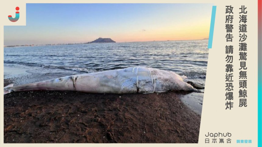北海道沙灘驚見「5公尺小鬚鯨無頭屍」！政府大警告：屍體恐氣爆，民眾勿靠近