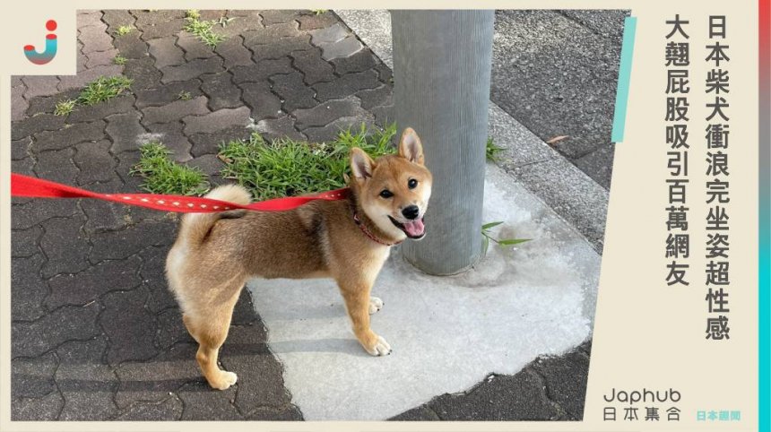 日本柴犬衝浪完坐姿超性感，大翹屁股吸引200萬網友直呼：超可愛！