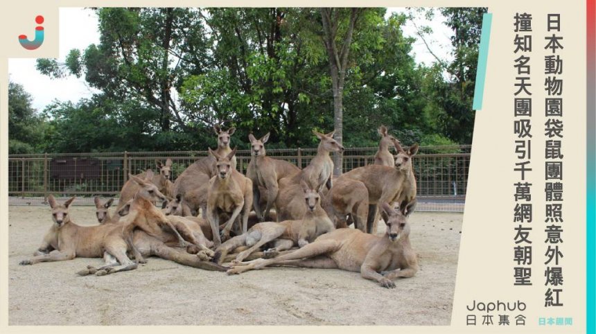 日本動物園袋鼠團體照意外爆紅，撞知名天團姿勢，吸引千萬網友朝聖：要出道了？