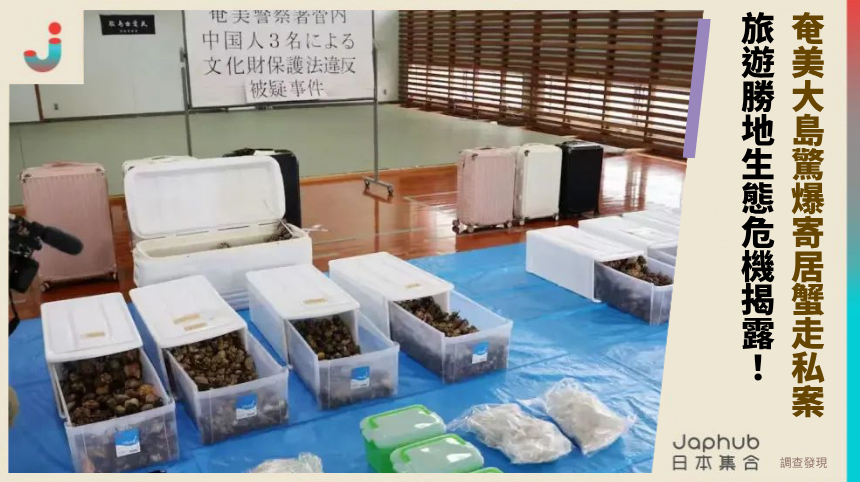 奄美大島驚爆寄居蟹走私案 旅遊勝地生態危機揭露！
