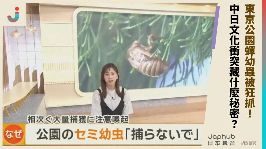 東京公園蟬幼蟲被狂抓！中日文化衝突藏什麼秘密？