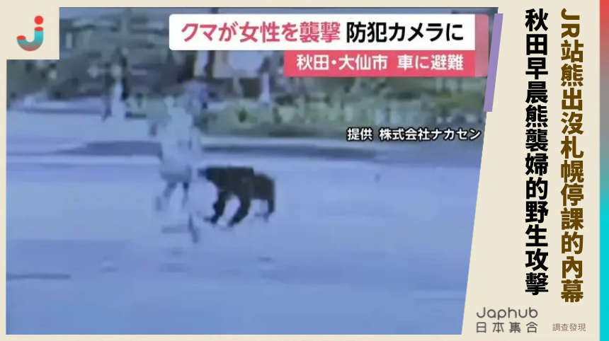 JR站熊出沒札幌停課的連鎖內幕！秋田早晨熊襲婦的野生攻擊祕密！