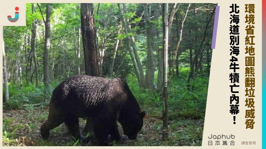 環境省紅地圖熊翻垃圾威脅！ 北海道別海4牛犢亡內幕！