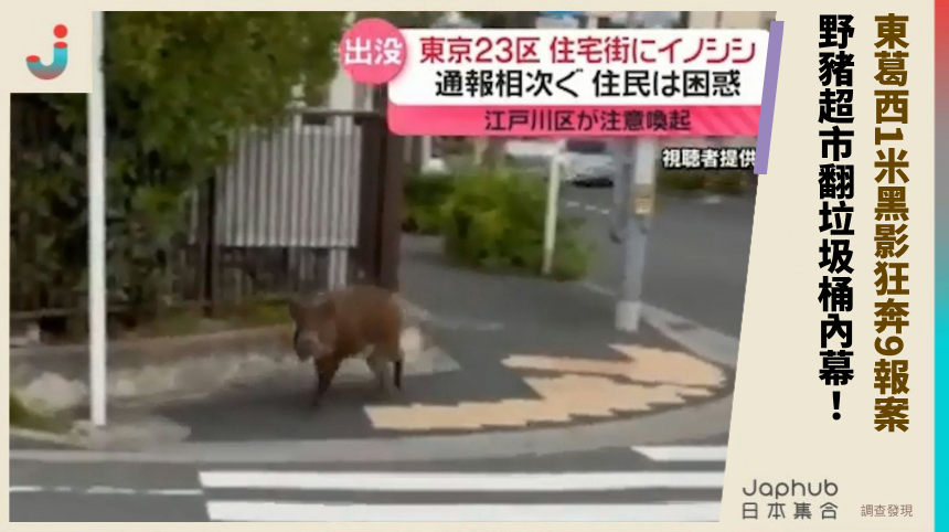 東葛西1米黑影狂奔9報案！ 野豬超市翻垃圾桶內幕！