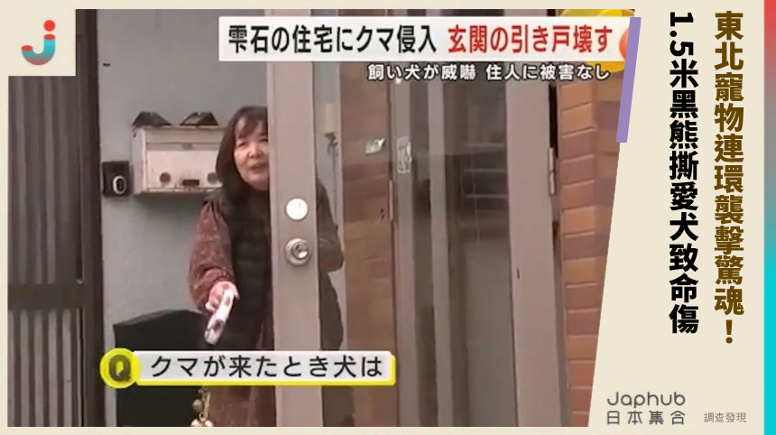 東北寵物連環襲擊驚魂！ 1.5米黑熊撕愛犬致命傷！