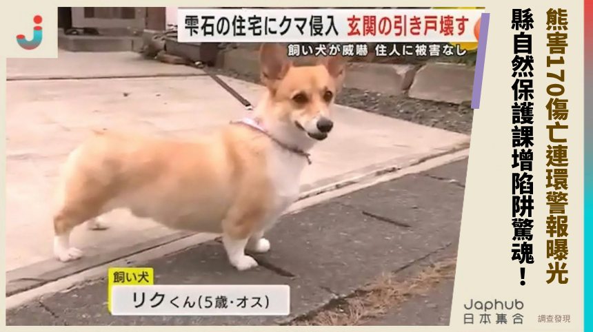 熊害170傷亡連環警報曝光！ 縣自然保護課增陷阱驚魂！