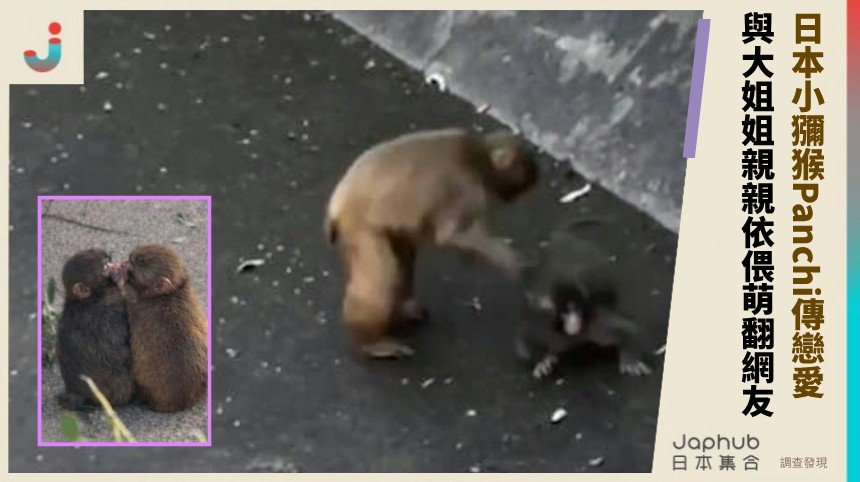 日本小獼猴Panchi傳戀愛！ 與大姐姐親親依偎萌翻網友！