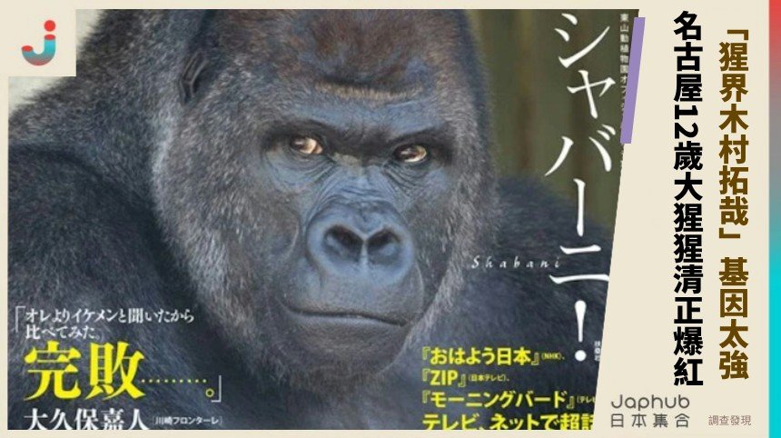 「猩界木村拓哉」基因太強！ 名古屋12歲大猩猩清正爆紅！
